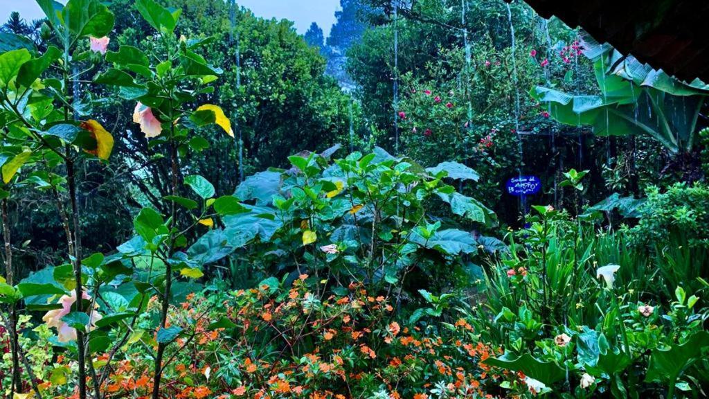 Neblina Del Bosque Lodge *