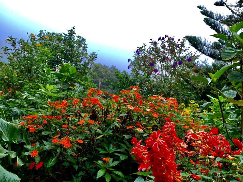Lodge Neblina Del Bosque *